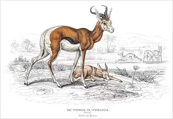 The Springbok antelope engraving 1855