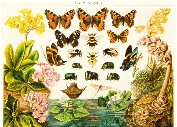Insects butterflies lithograph 1895