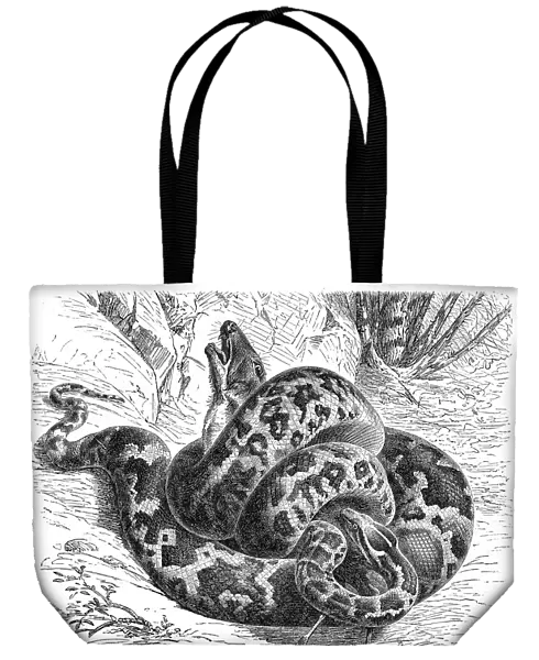 Python molurus engraving 1896