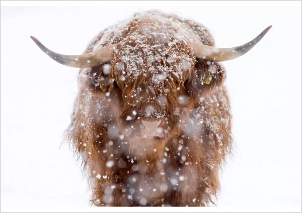 Close-Up Of Highland Cattle with snow