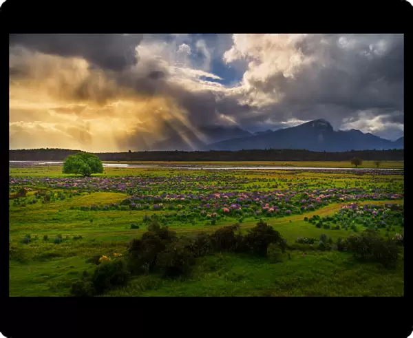 Lupins field in New Zealand