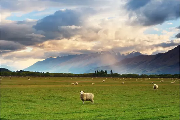 New Zealand Grassland