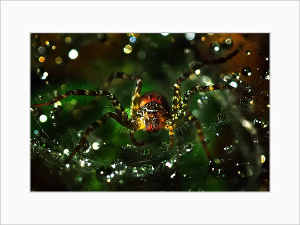 The spider macro photography