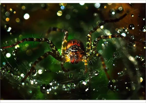 The spider macro photography