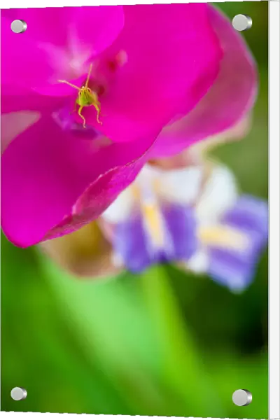 A small grasshopper on Siam Tulip