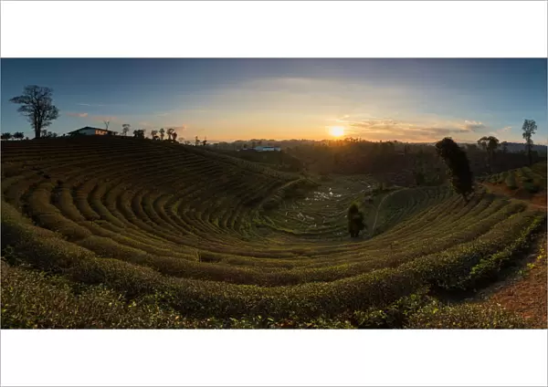 Curve of tea plantation