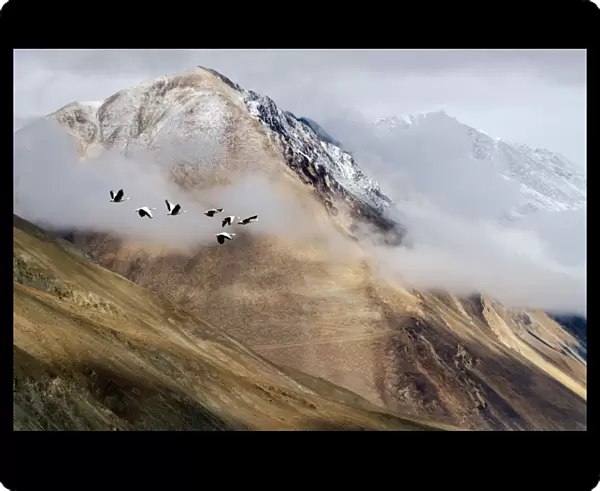 Flock of birds and mountain range