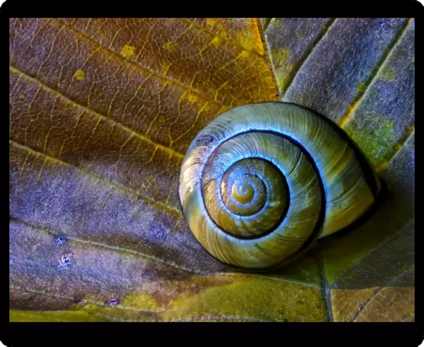Resting snail