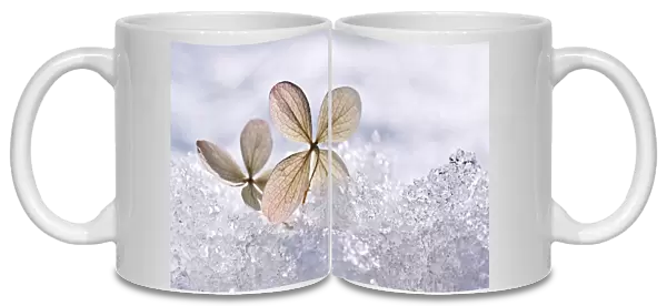 Frozen hydrangea