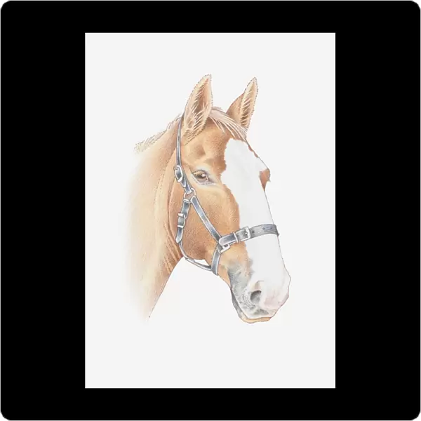 Illustration of a horses head