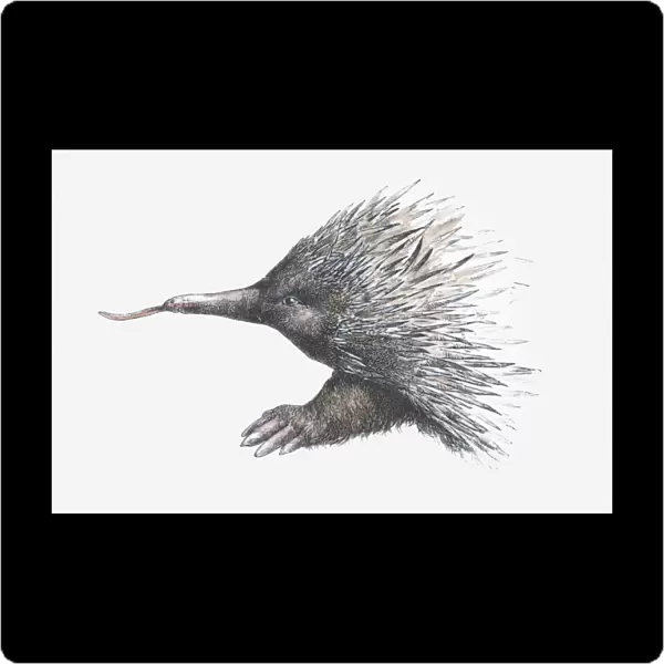 Illustration of Echidna (or Spiny Anteater)