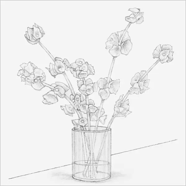 Black and white illustration of Moluccella stems in a vase containing glycerine and water mixture, after 10 days (preserving flowers)