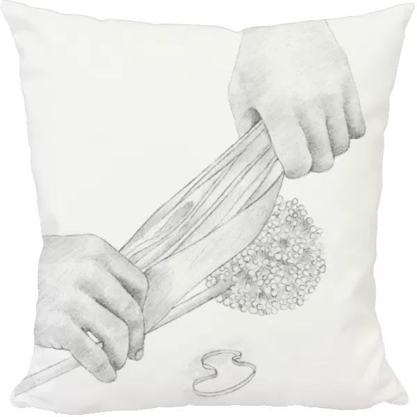 Black and white illustration of hands wrapping a dried onion seed head in tissue paper (storing dried flowers)