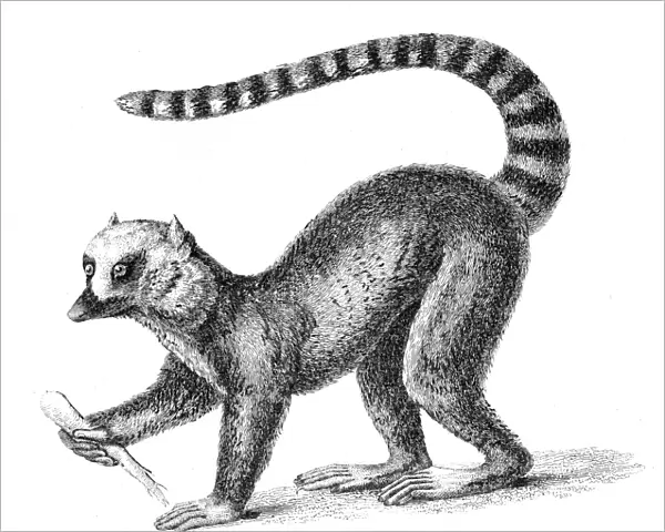 Lemur illsutration 1869