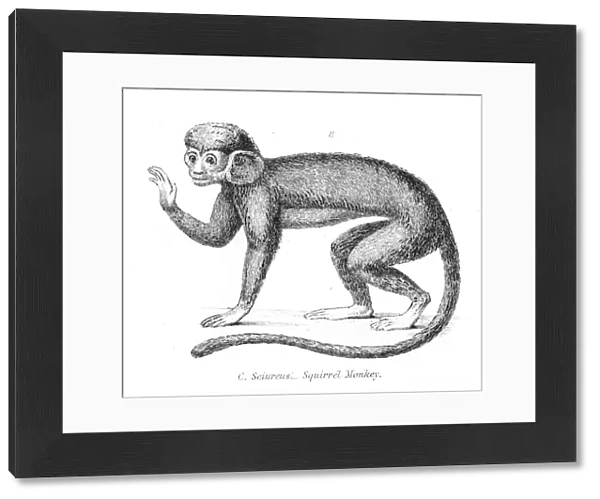 Squirrel monkey illustration 1803