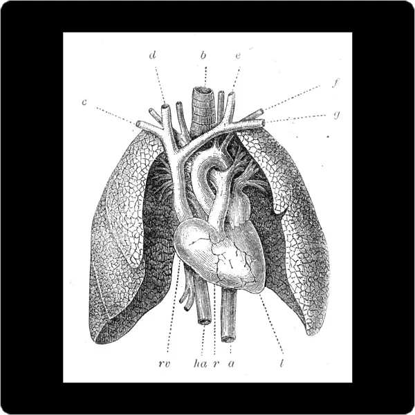 Pulmonary artery engraving 1899