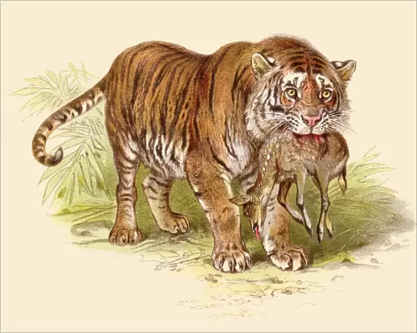Tiger with deer prey illustration 1888
