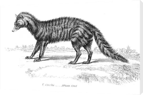 African civet engraving 1803