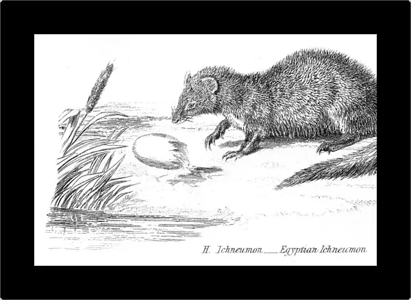 Egyptian mongoose engraving 1803