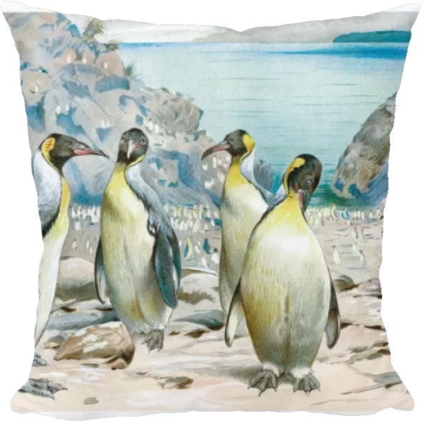 Extint Pachydyptes Penguins engraving 1892