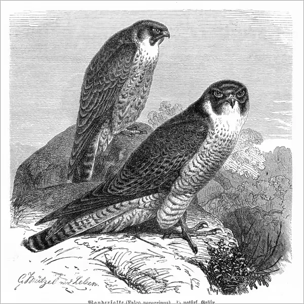 Peregrine Falcon engraving 1892