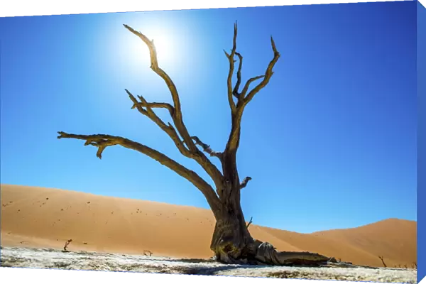 Deadvlei pan and dunes, estimated 900 year old dead camel thorn trees (Acacia erioloba) in the dry clay pan are surrounded by the wolds largest sand dunes, Namib-Naukluft National Park, near Sossusvlei