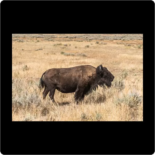 Buffalo - American Bison Yellowstone - Grand Teton National Park
