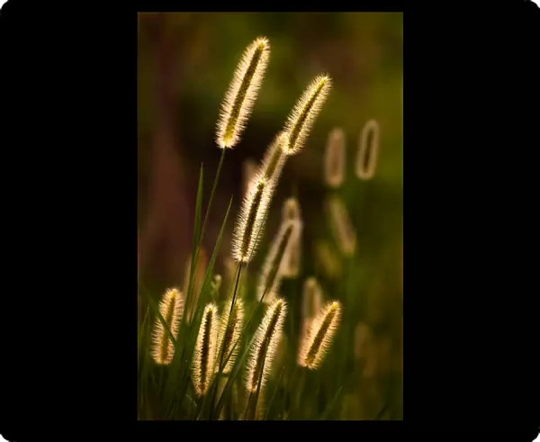 Grass plumes dancing in the sunset light