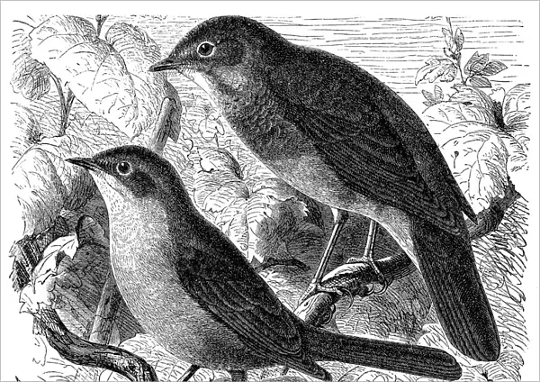Common nightingale, Luscinia megarhynchos and Thrush nightingale, Luscinia luscinia