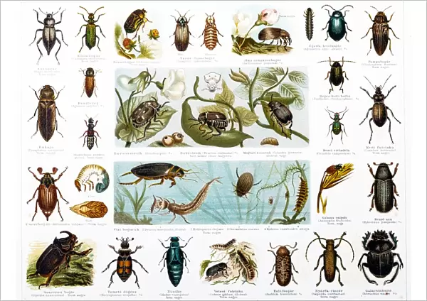Beetles. illustration of a Beetles