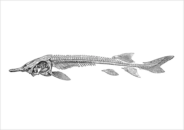 Skeleton of sturgeon (acipenser ruthenus)