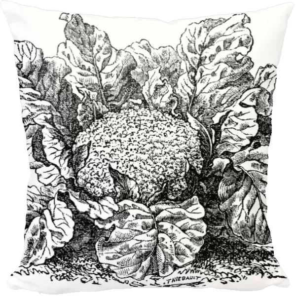 Cauliflower (brassica oleracea)