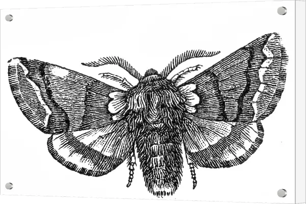 Moth (Cnethocampa processionea)
