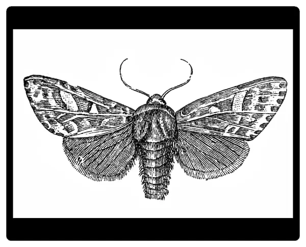 Moth (Trachea piniperda)