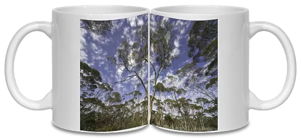 Eucalyptus trees and dramatic clouds, Australia