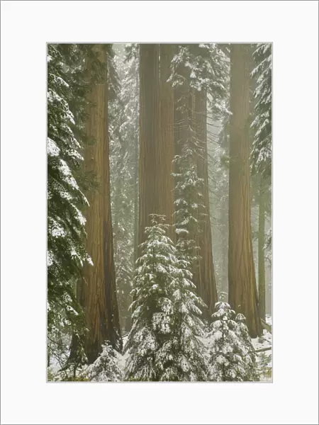 Giant Sequoia trees in snow, Sequoia N. P