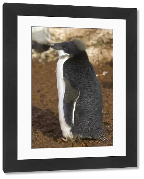Adelie penguin chick, Antarctic Peninsula