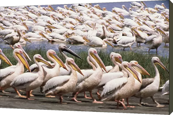 Great white pelicans walking in one direction, others swimming in lake