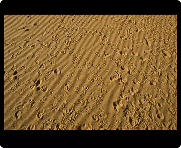 Small animal tracks in red sand, Arizona