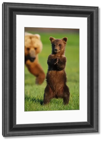 Brown grizzly bear cub (Ursus arctos) standing in front of mother