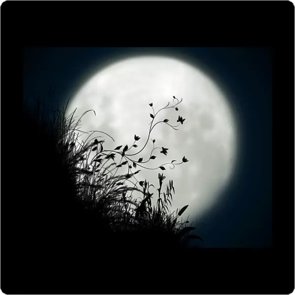 Full moon. Silhouette of plants and grass against moon
