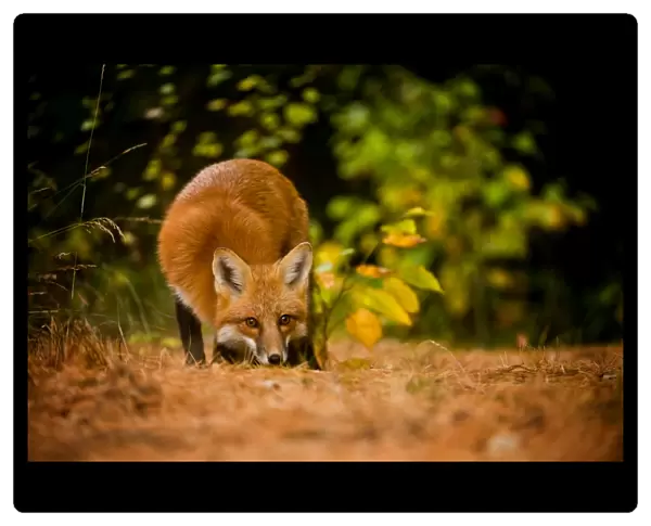 Red Fox. A Red Fox is sniffing the ground. Probably looking for a scent trail