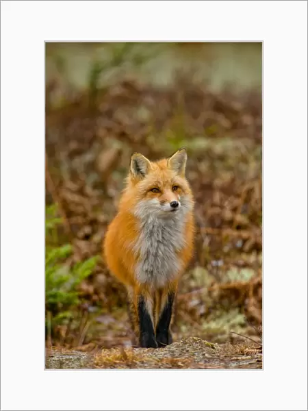 Red Fox. A Red Fox standing in the woods