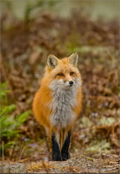 Red Fox. A Red Fox standing in the woods