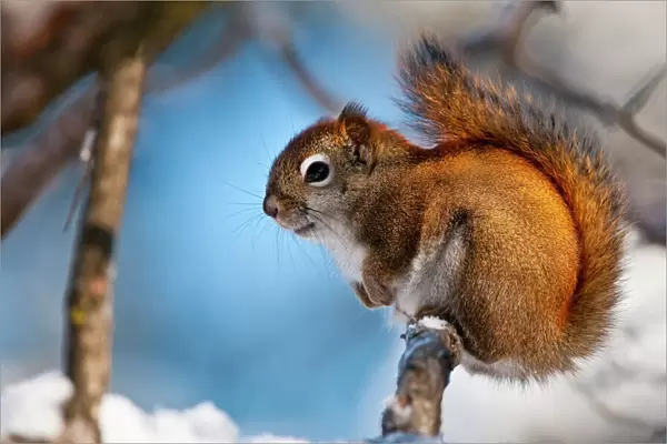 Red Squirrel On Branch