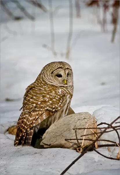 Barred Owl In Snow