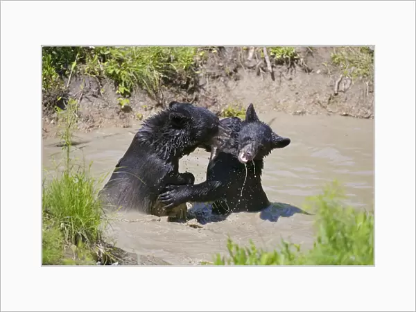 Black Bear Cubs Playing