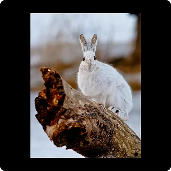 Snowshoe Hare on log