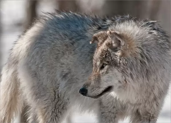 Young Gray Wolf