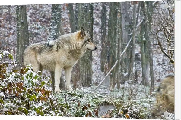 Eastern Gray Wolf In Winter
